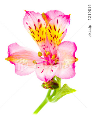 Alstroemeria isolated 5219816