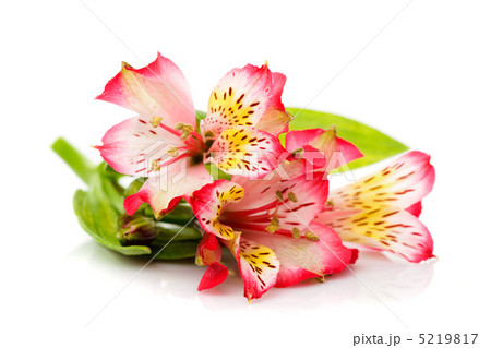 Alstroemeria isolated Alstroemeria isolated 5219817
