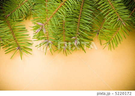 Pine branch Pine branch 5220172