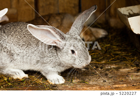 Rabbits' hutch 5220227
