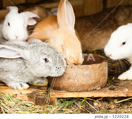 Rabbits' hutch 5220228