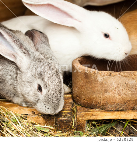 Rabbits' hutch 5220229