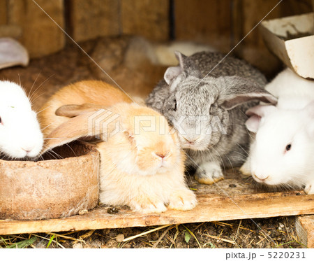 Rabbits' hutch 5220231