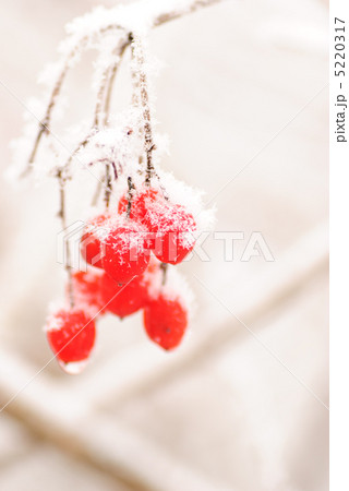 Red rawanberry in winter 5220317