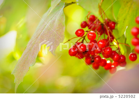 Arrowwood outdoor Arrowwood outdoor 5220502