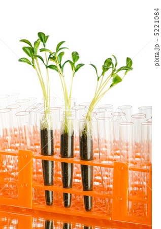 Lab experiment with green leaves 5221084