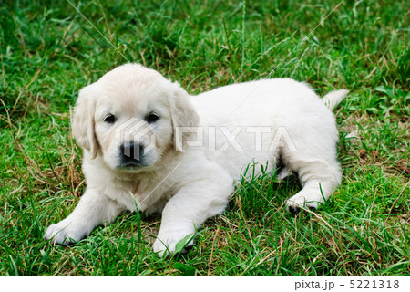 Golden retriever Golden retriever 5221318