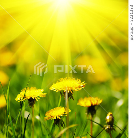 Dandelion field Dandelion field 5221333
