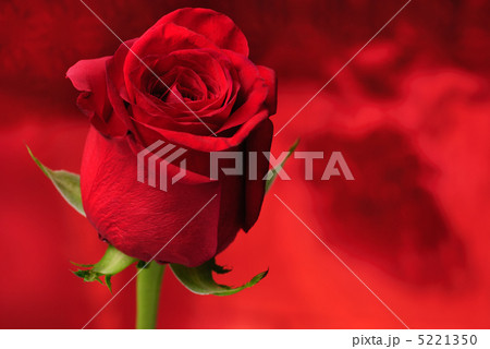 Red rose Red rose 5221350