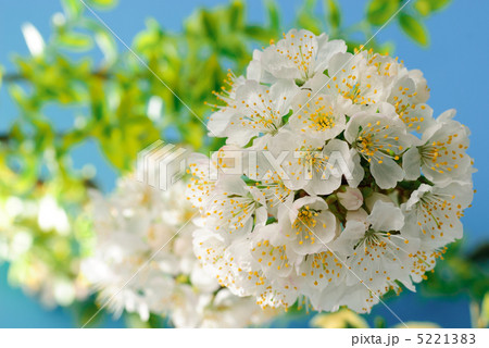 cherry blossom cherry blossom 5221383