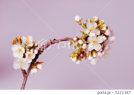cherry blossom isolated cherry blossom isolated 5221387