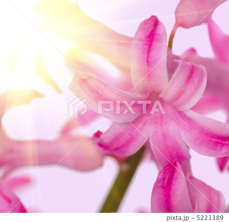 hyacinth hyacinth 5221389