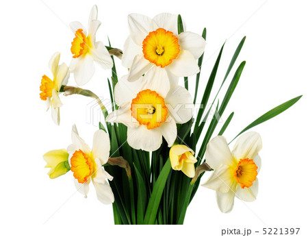 narcissuses 5221397