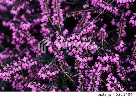 heather flowers heather flowers 5221404