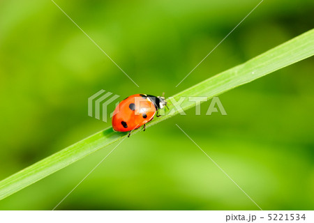 ladybird on grass 5221534