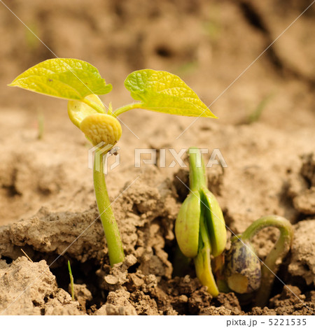 New life 5221535