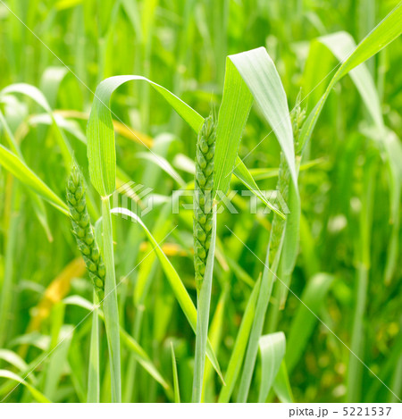 Green wheat background 5221537
