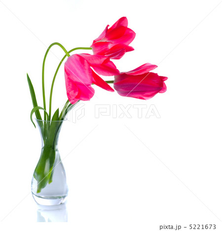 Red tulips isolated Red tulips isolated 5221673