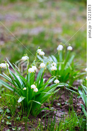 Snowflake flower 5221853