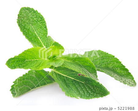 Mint twig Mint twig 5221988