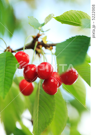 Cherry orchard 5222008