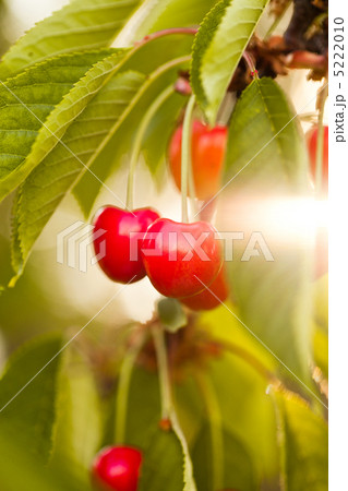 Cherry fruits Cherry fruits 5222010