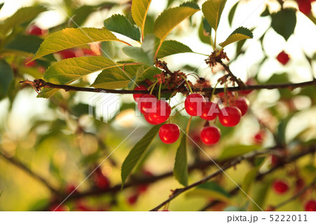 Cherry orchard Cherry orchard 5222011