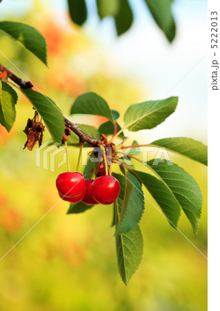 Cherry orchard Cherry orchard 5222013