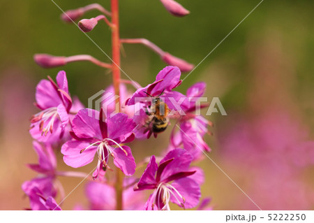 Sally-bloom Sally-bloom 5222250