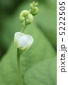 インゲンの花 5222505