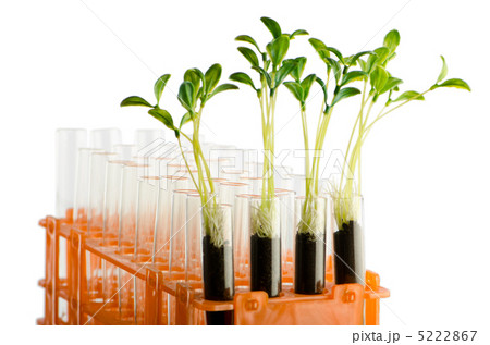 Lab experiment with green leaves 5222867