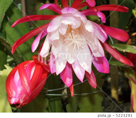クジャクサボテン 花 白色 赤色 クジャクサボテン 花 白色 赤色 5223291