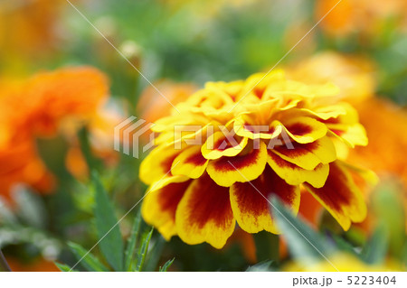 マリーゴールドのアップ 5223404