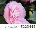 椿 5223445