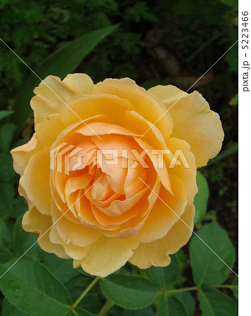 バラ 5223466