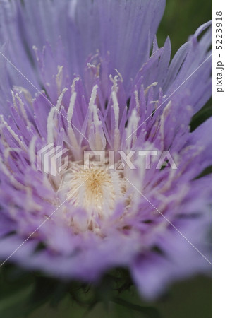 ストケシア 5223918