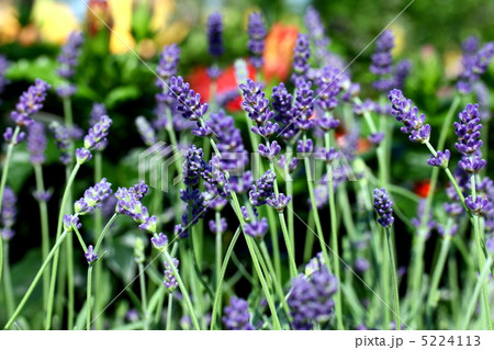 ムスカリの花 5224113