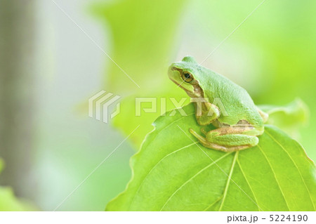 カエル カエル 5224190