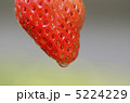 いちご 5224229