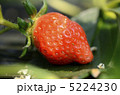 いちご 5224230