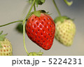 いちご 5224231