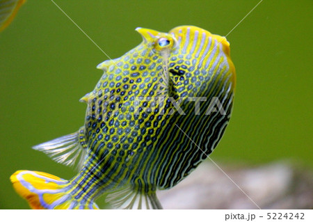 オルネート・カウフィッシュ 5224242