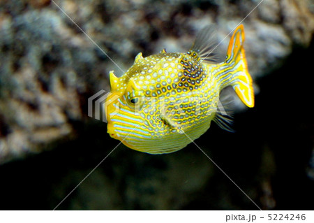 オルネート・カウフィッシュ 5224246