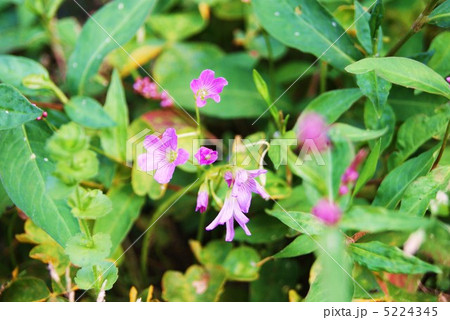 ムラサキカタバミの花・横位置ややアップ 5224345