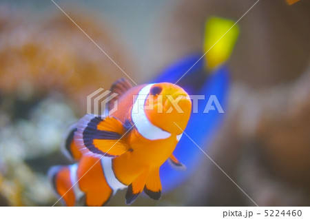 カクレクマノミ 5224460