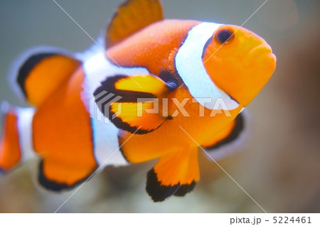 カクレクマノミ 5224461