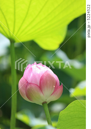 ハスの蕾 5224522