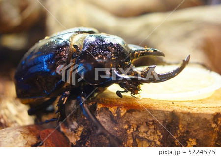 モンスター現る 5224575