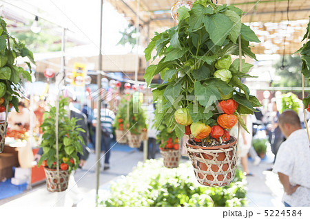 浅草 ほおずき市 浅草 ほおずき市 5224584