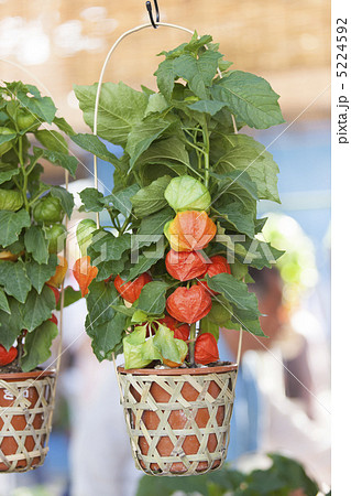 浅草 ほおずき市 浅草 ほおずき市 5224592
